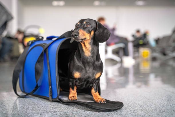 istockphoto-1215591934-612x612